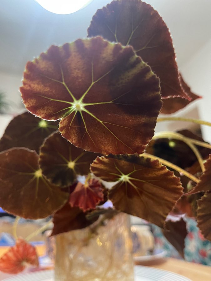 Begonia boweare 2