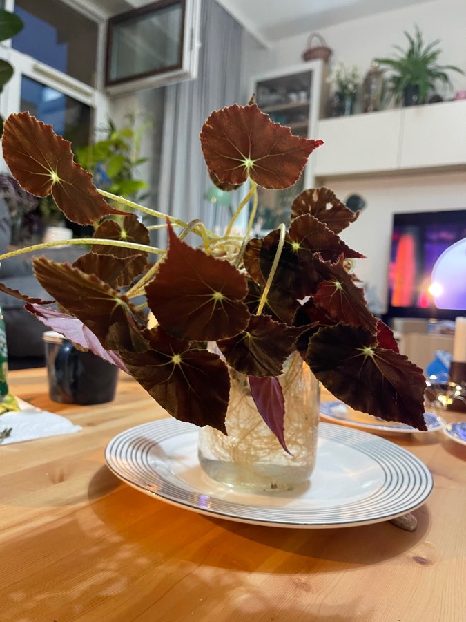 Begonia boweare 4