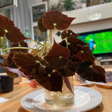 Begonia boweare