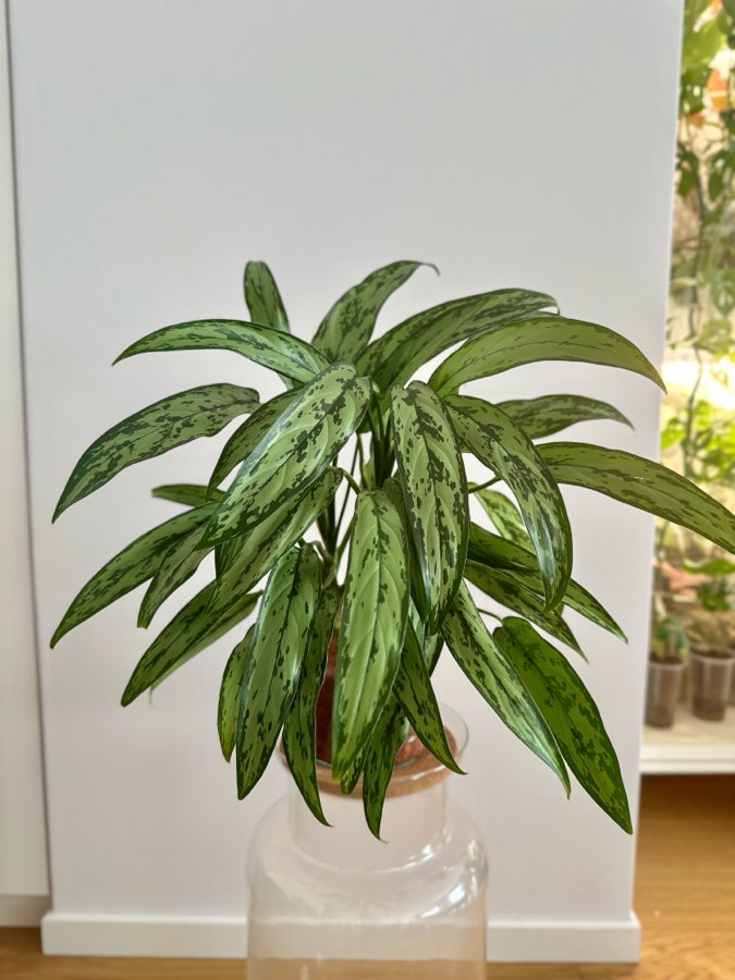 Aglaonema Cutlass  2