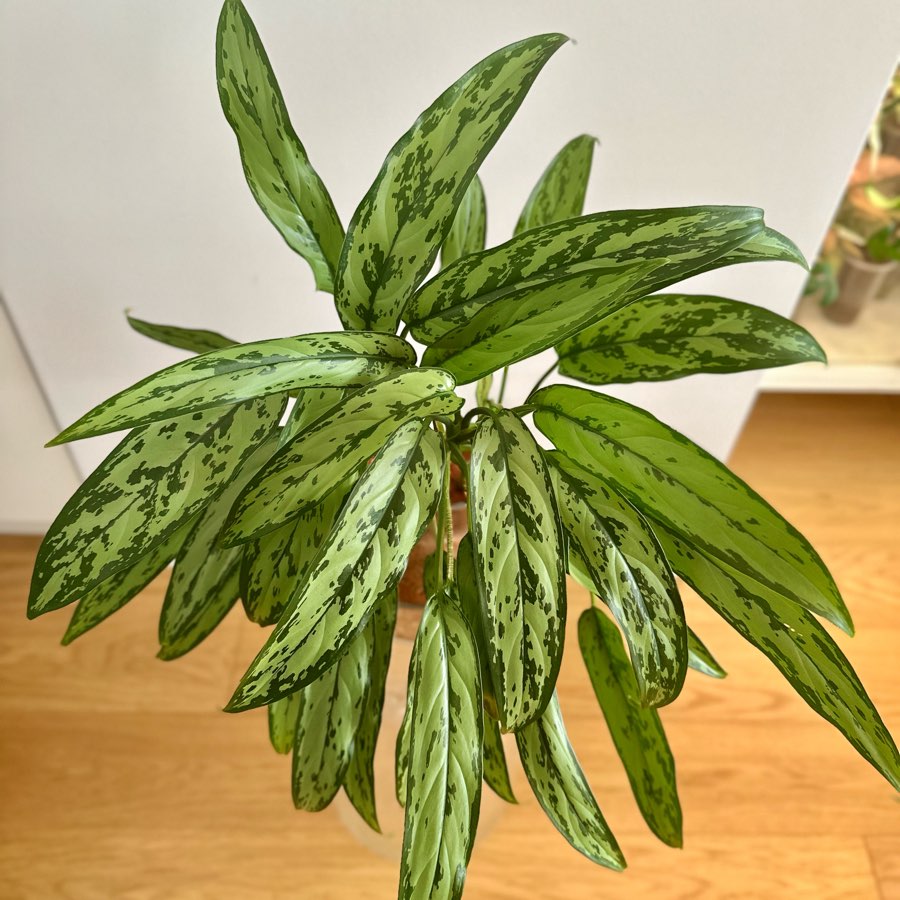 Aglaonema Cutlass 