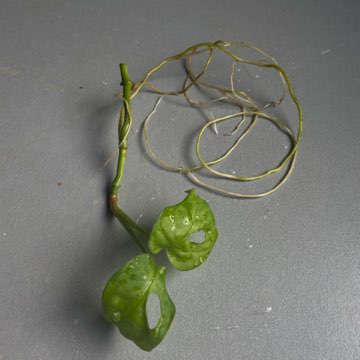 Monstera adansonii var. laniata szczyt