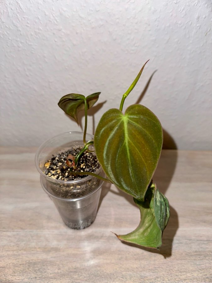 Philodendron Micans Variegata 3