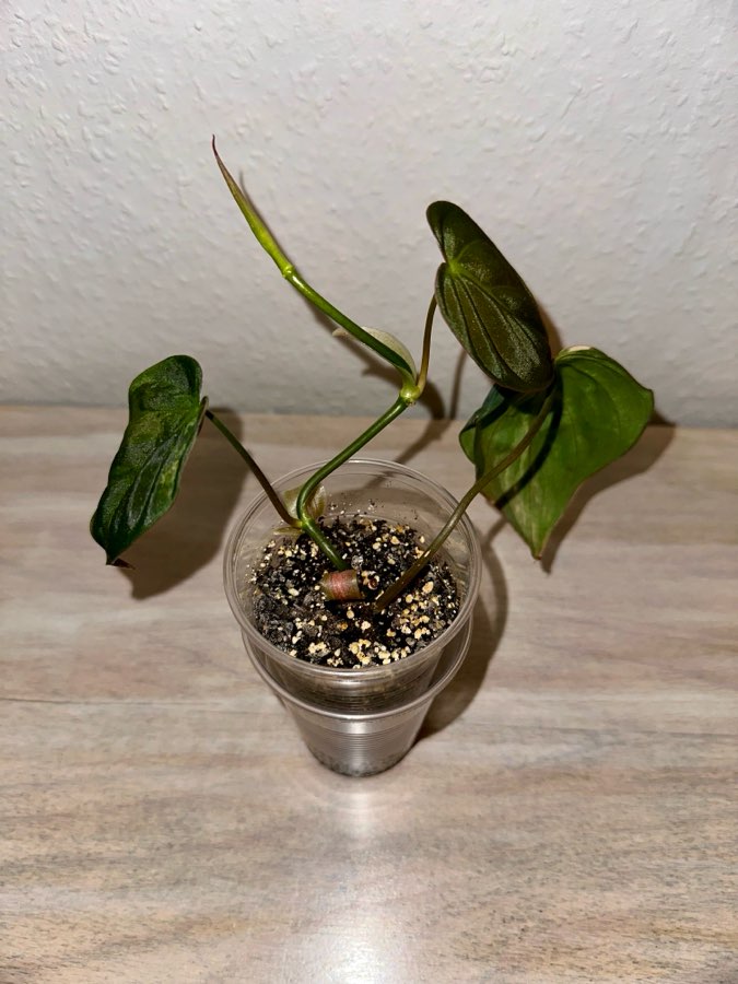 Philodendron Micans Variegata 4