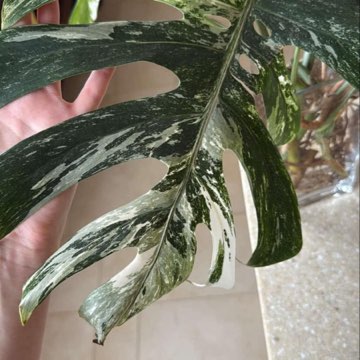 Monstera variegata