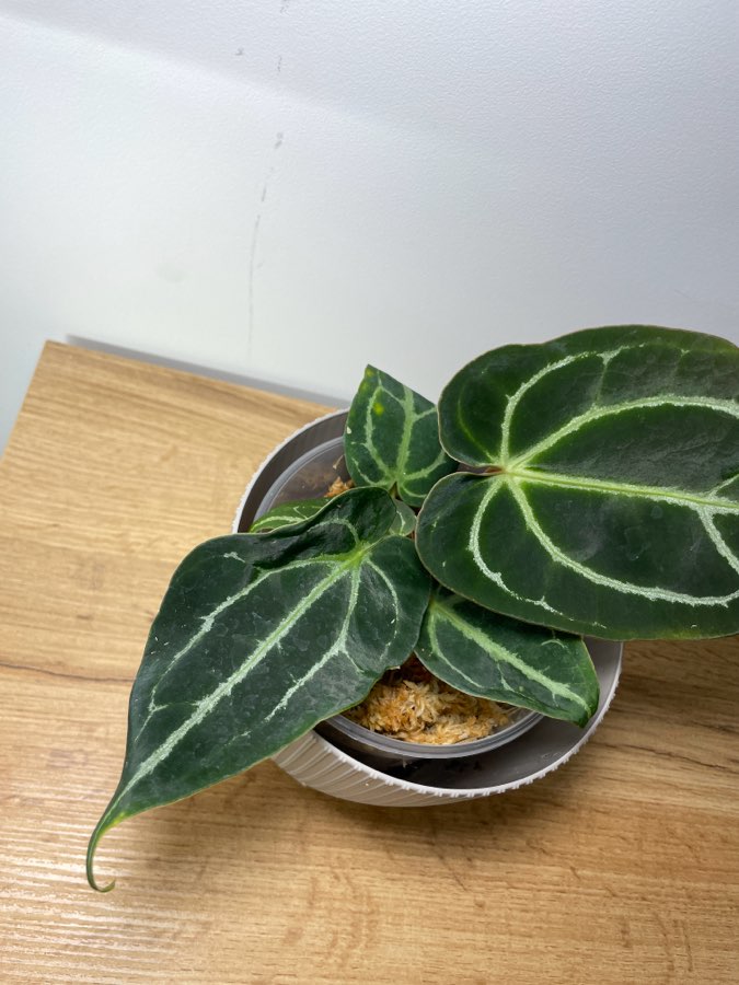 Anthurium Crystallinum x Ace od spade 4