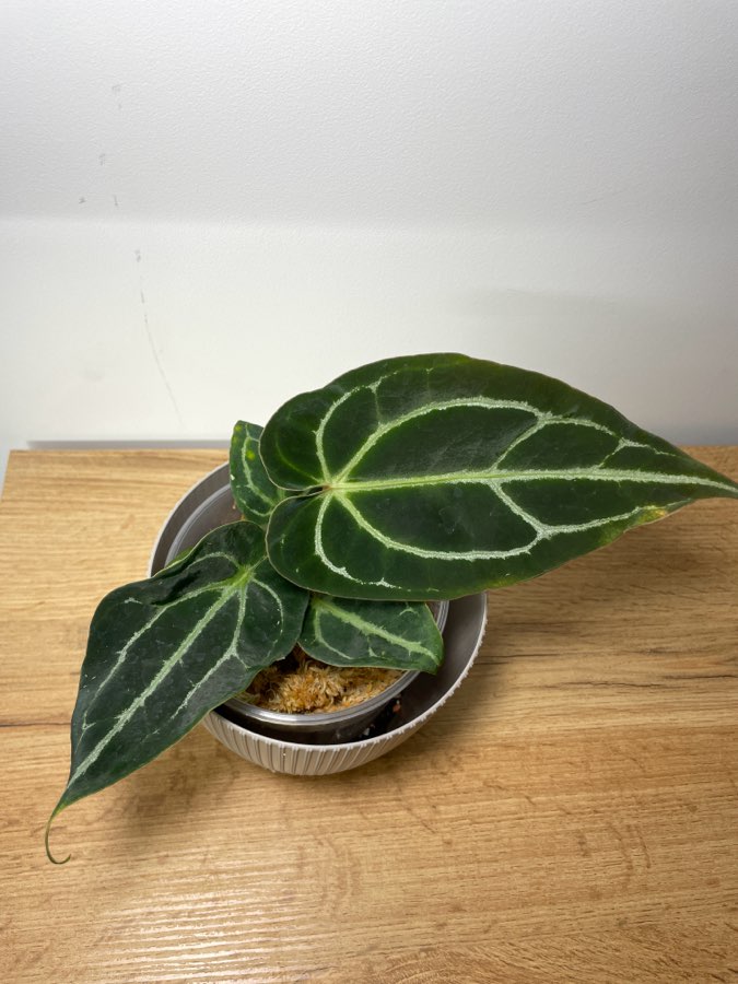 Anthurium Crystallinum x Ace od spade 5