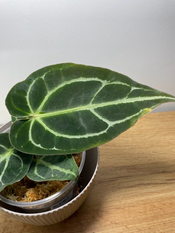 Anthurium Crystallinum x Ace od spade 3
