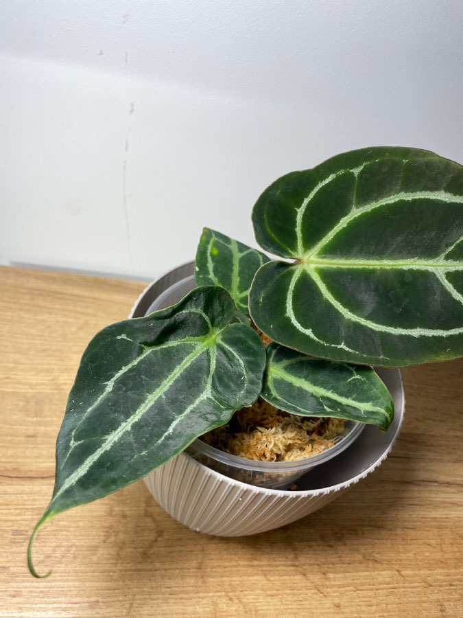 Anthurium Crystallinum x Ace od spade 2