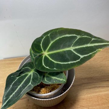 Anthurium Crystallinum x Ace od spade
