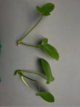 Philodendron pedatum