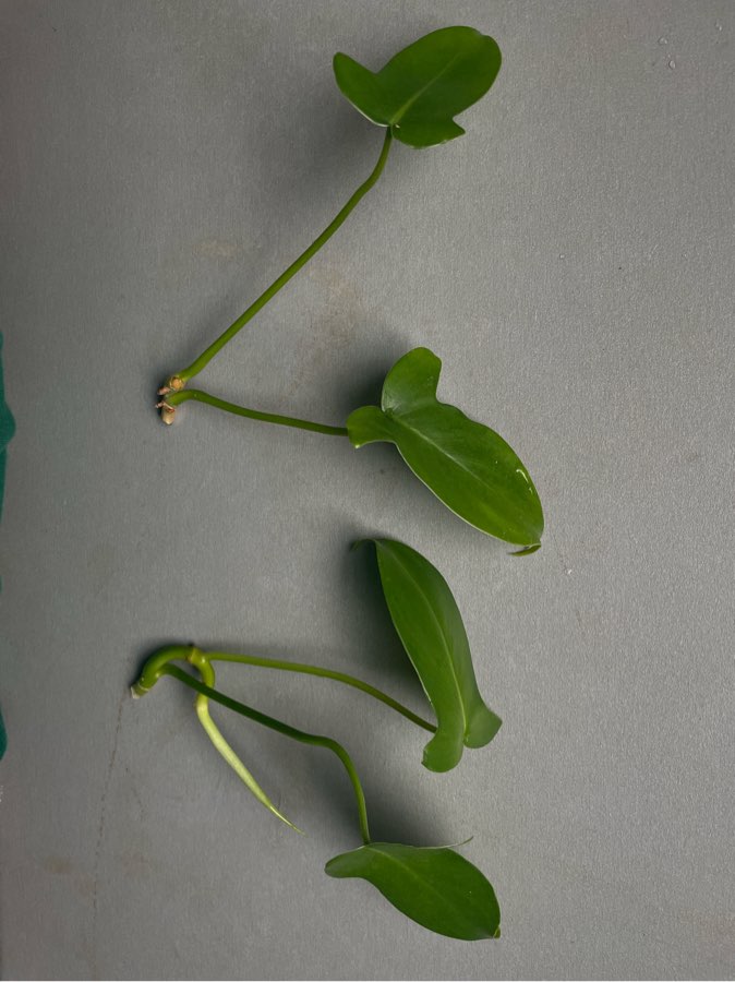 Philodendron pedatum