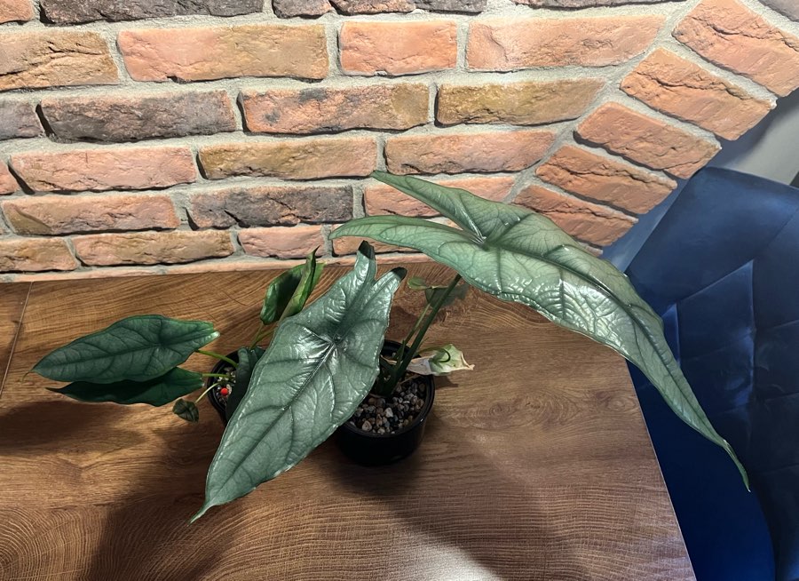 Alocasia Dragon Breath 5