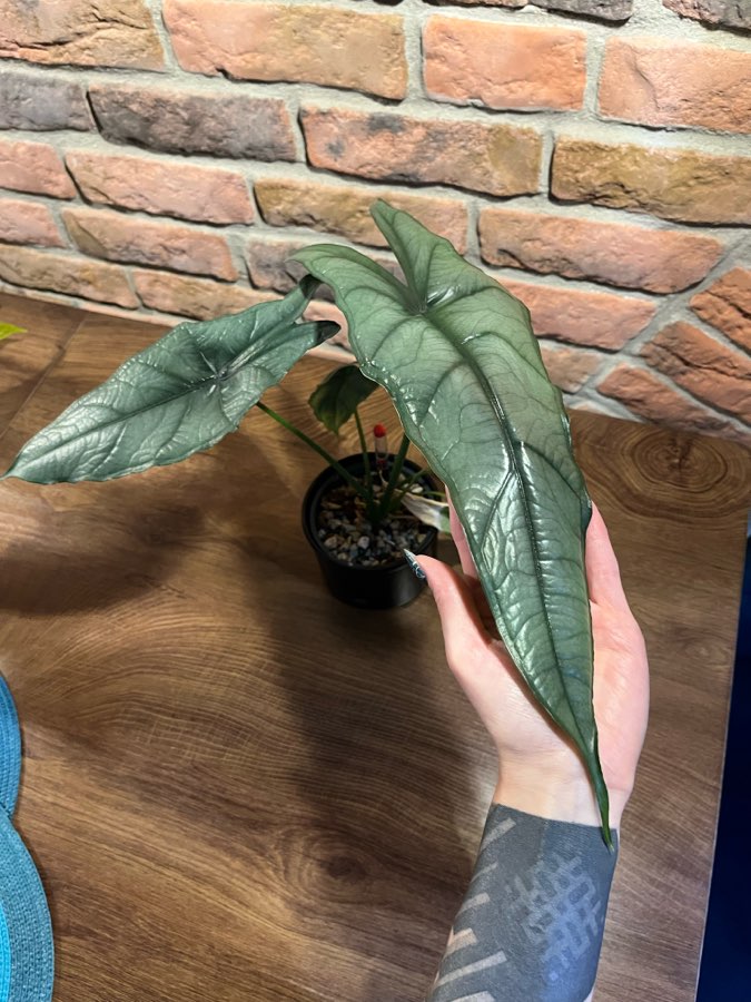 Alocasia Dragon Breath 3