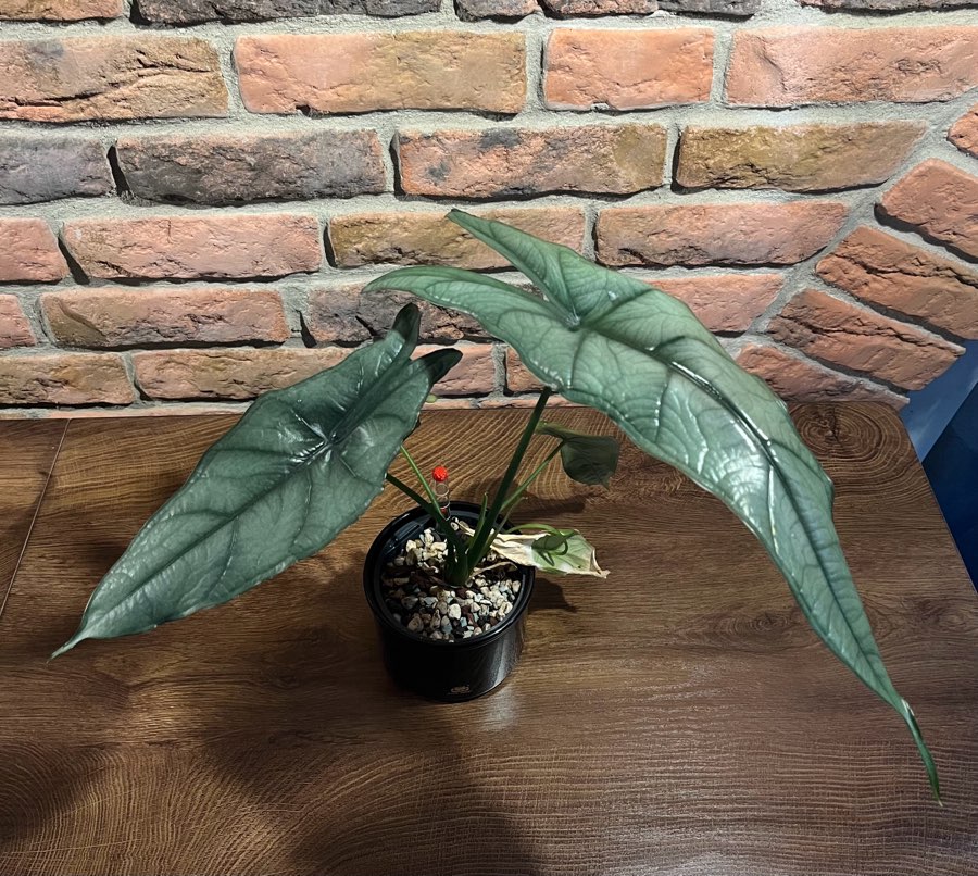 Alocasia Dragon Breath 2