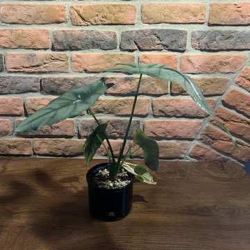 Alocasia Dragon Breath