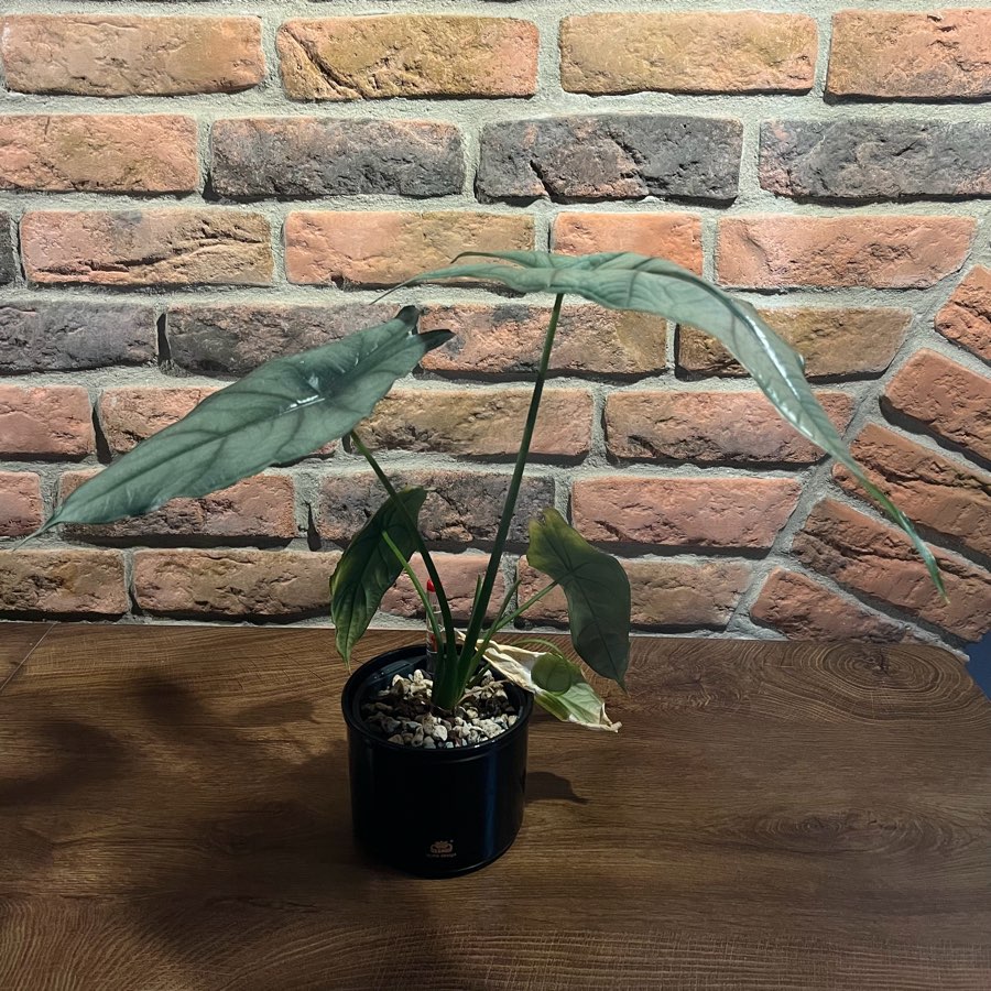 Alocasia Dragon Breath