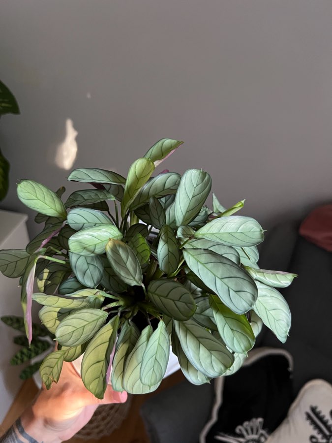 maranta amabilis mint 3