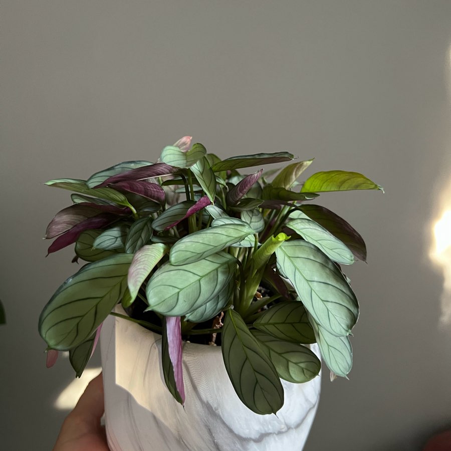 maranta amabilis mint