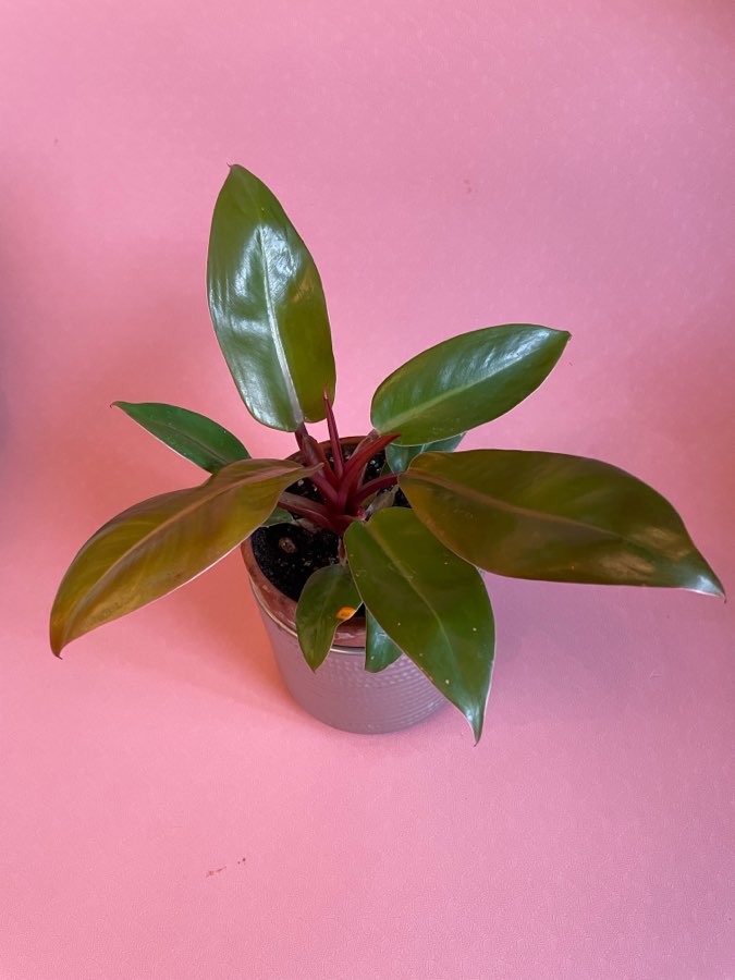 Philodendron Prince of Orange ok 25 cm w glinianej doniczce 4