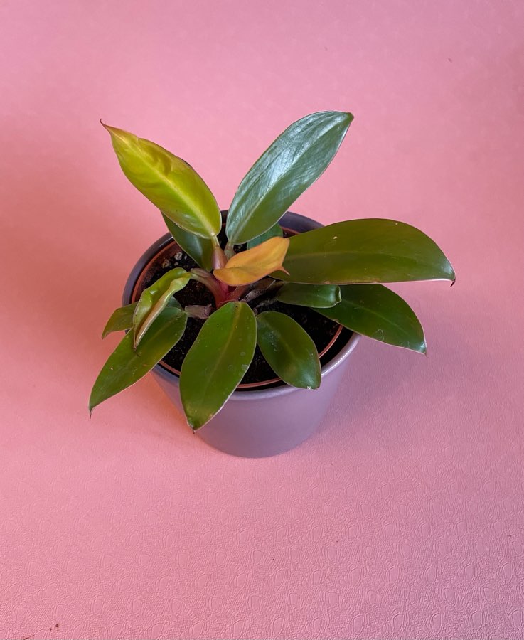 Philodendron Prince of Orange ok 25 cm w glinianej doniczce 2