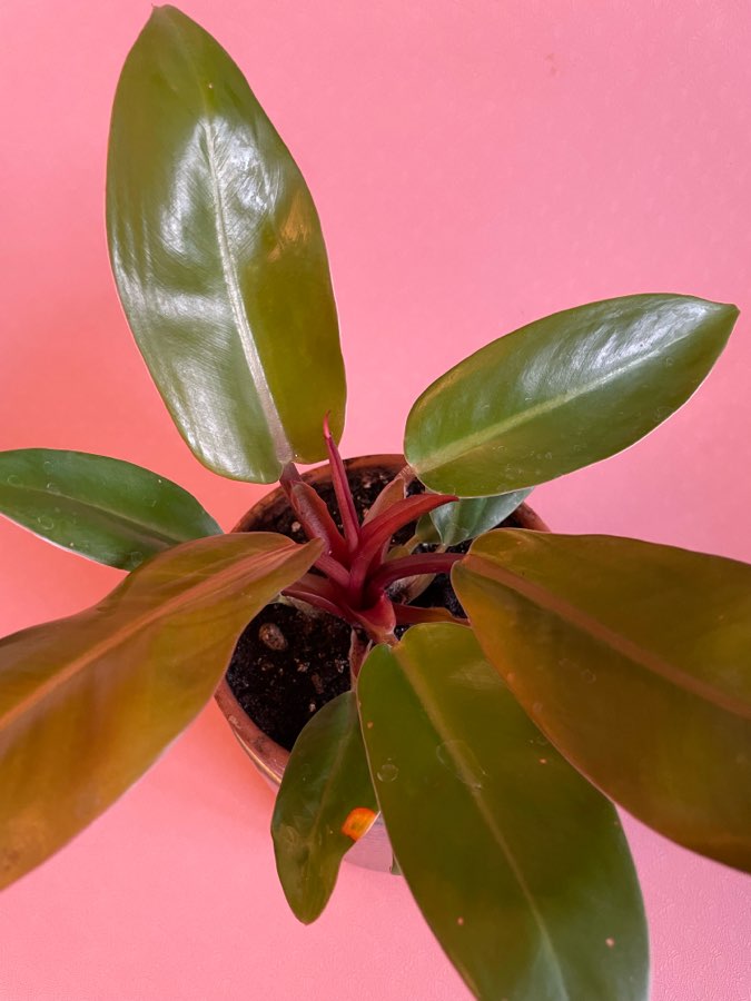 Philodendron Prince of Orange ok 25 cm w glinianej doniczce 3
