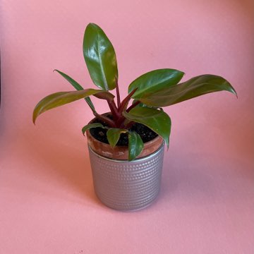 Philodendron Prince of Orange ok 25 cm w glinianej doniczce