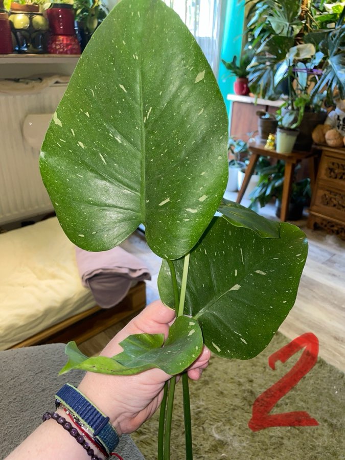 Monstera Thai Constelation 4
