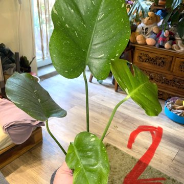 Monstera Thai Constelation