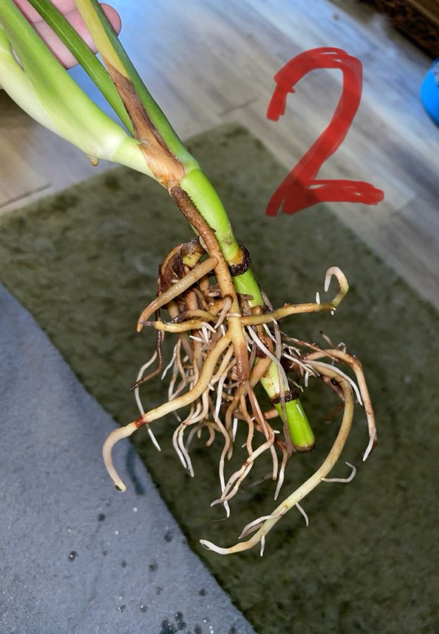 Monstera Thai Constelation 2