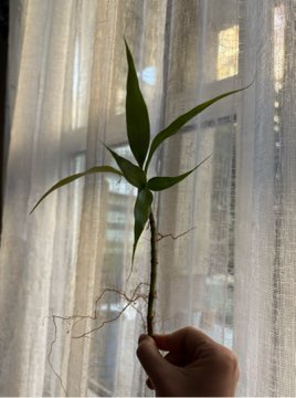 Dracena sandera