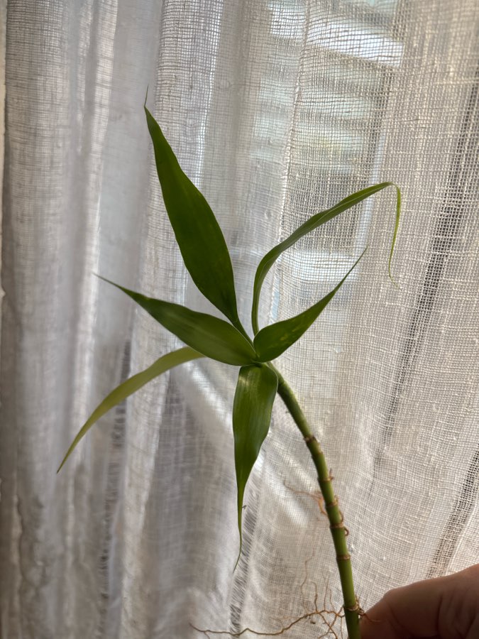 Dracena sandera 2