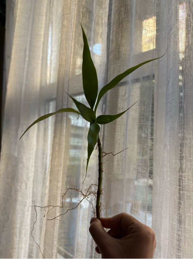 Dracena sandera