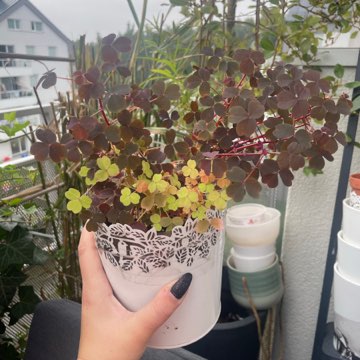 Szczawik oxalis mix