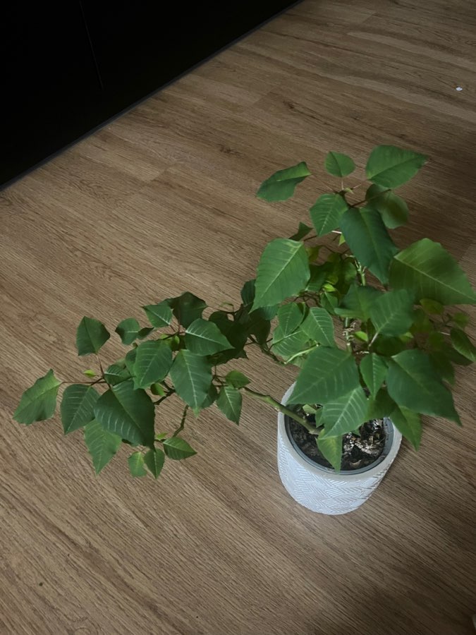 Gwiazda Betlejemska 3