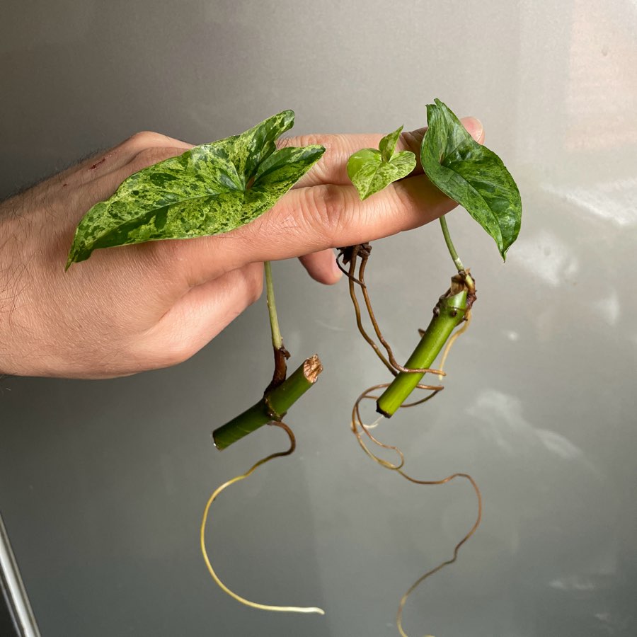 Syngonium mottled mojito