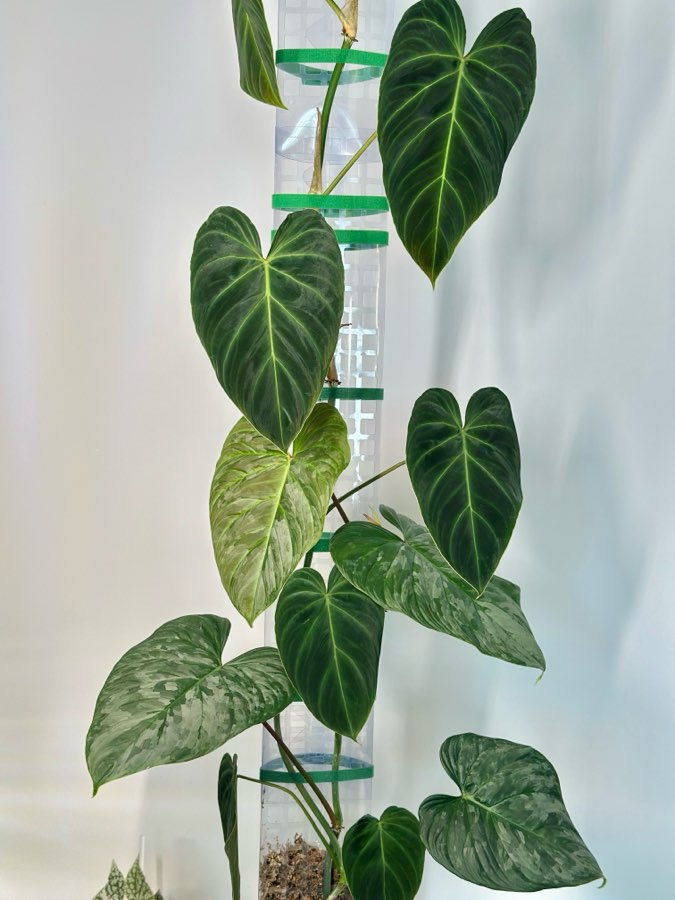 Philodendron Majestic 2