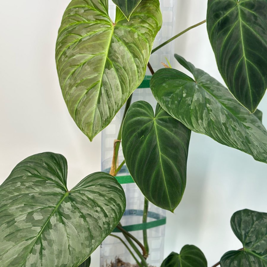 Philodendron Majestic