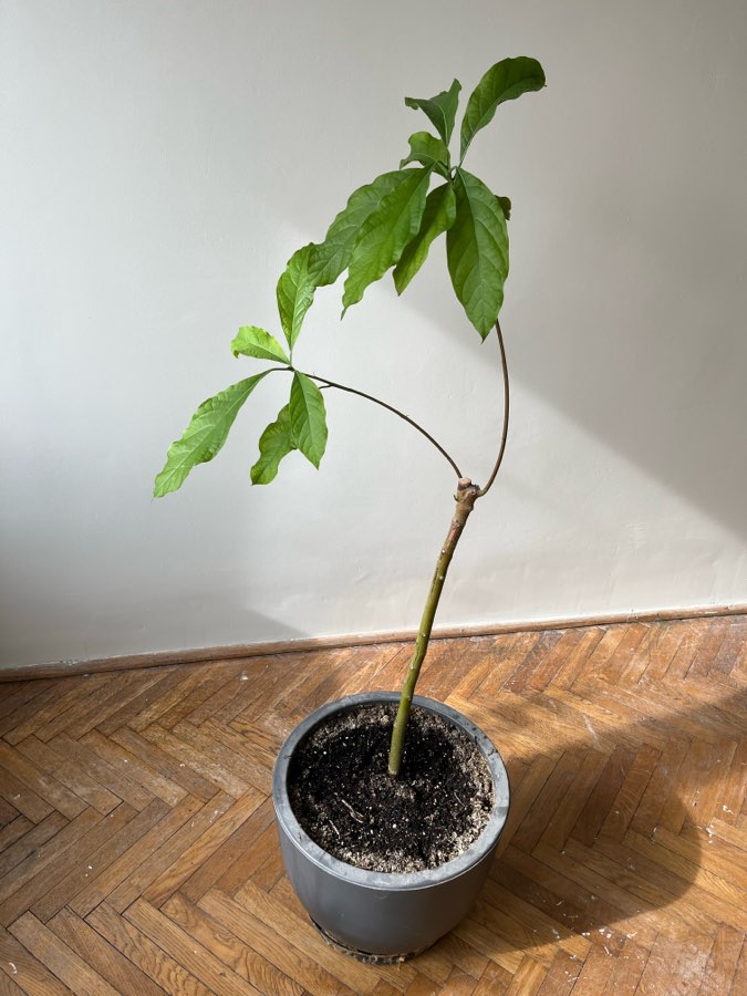 Awokado 3