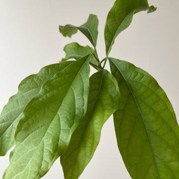 Awokado