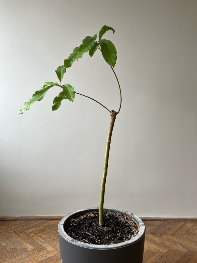 Awokado 2