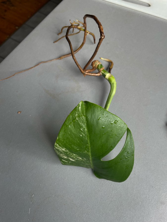 Monstera deliciosa variegata szczyt 2