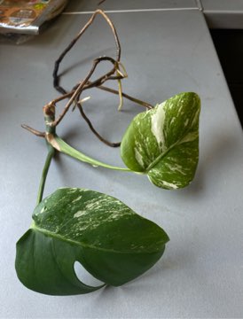 Monstera deliciosa variegata szczyt