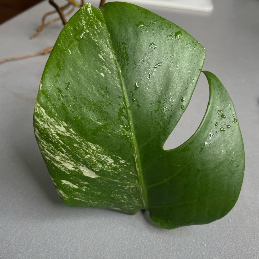 Monstera deliciosa variegata szczyt
