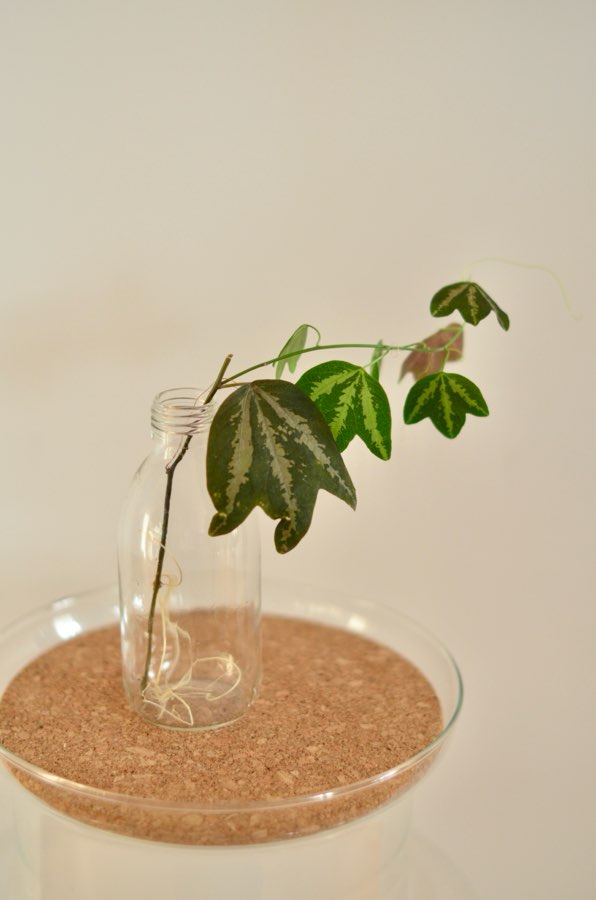 Passiflora trifasciata 2