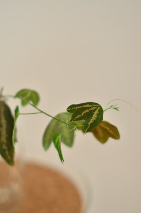 Passiflora trifasciata 3