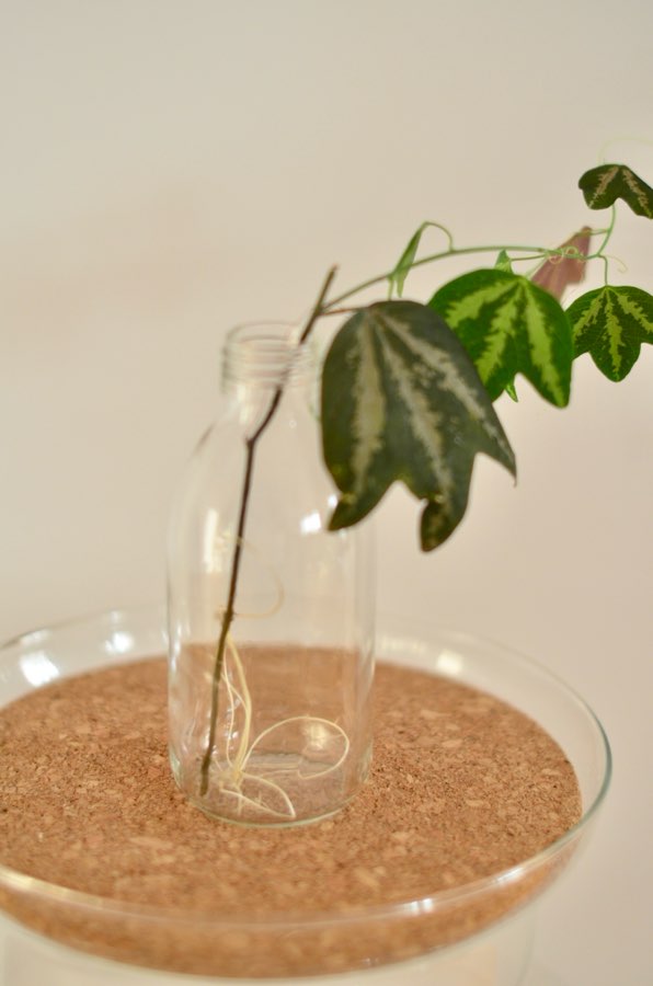 Passiflora trifasciata 4