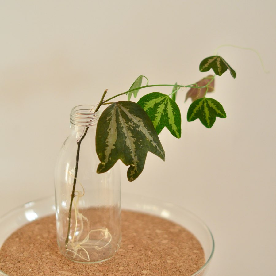 Passiflora trifasciata