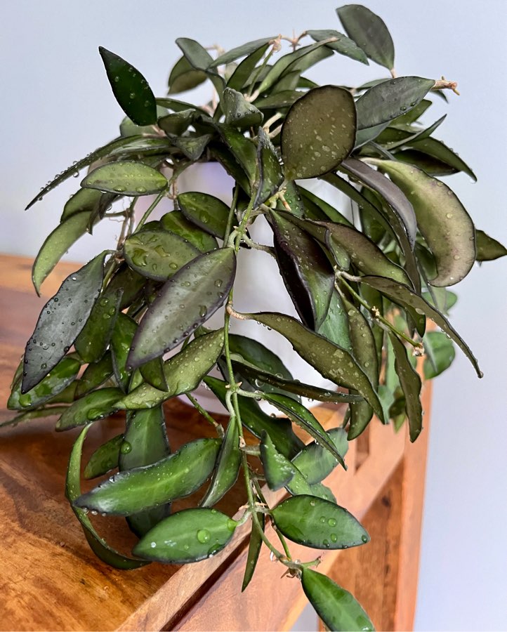 Hoya Rosita