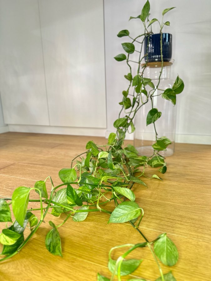 Epipremnum Marble Queen 2